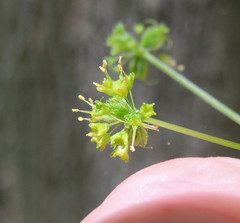 Sanicula odorata