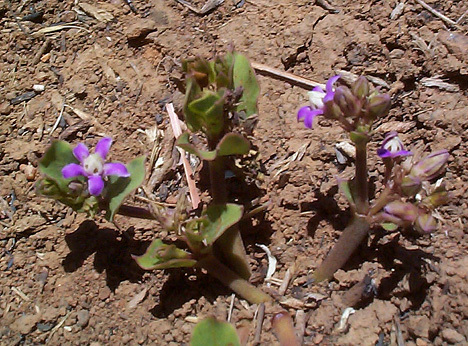 Raphionacme hirsuta image