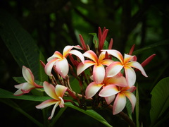 Plumeria obtusa