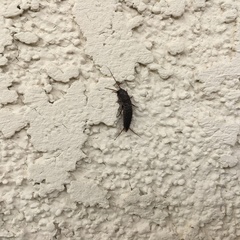 Allacrotelsa spinulata