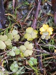 Hydrocotyle sulcata