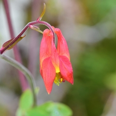 Aquilegia formosa