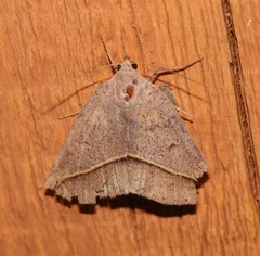 Argyrostrotis flavistriaria