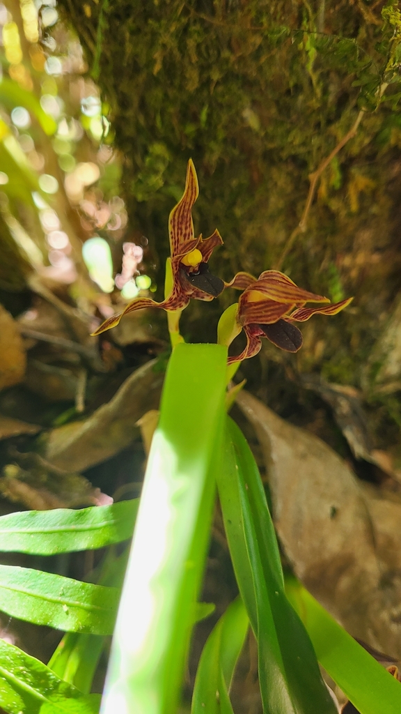 Maxillaria hematoglossa
