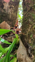 Maxillaria hematoglossa, photograph Sobeida Morales, CC0, iNaturalist via GBIF