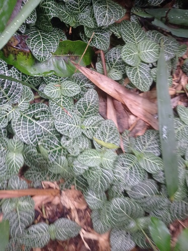 Fittonia albivenis