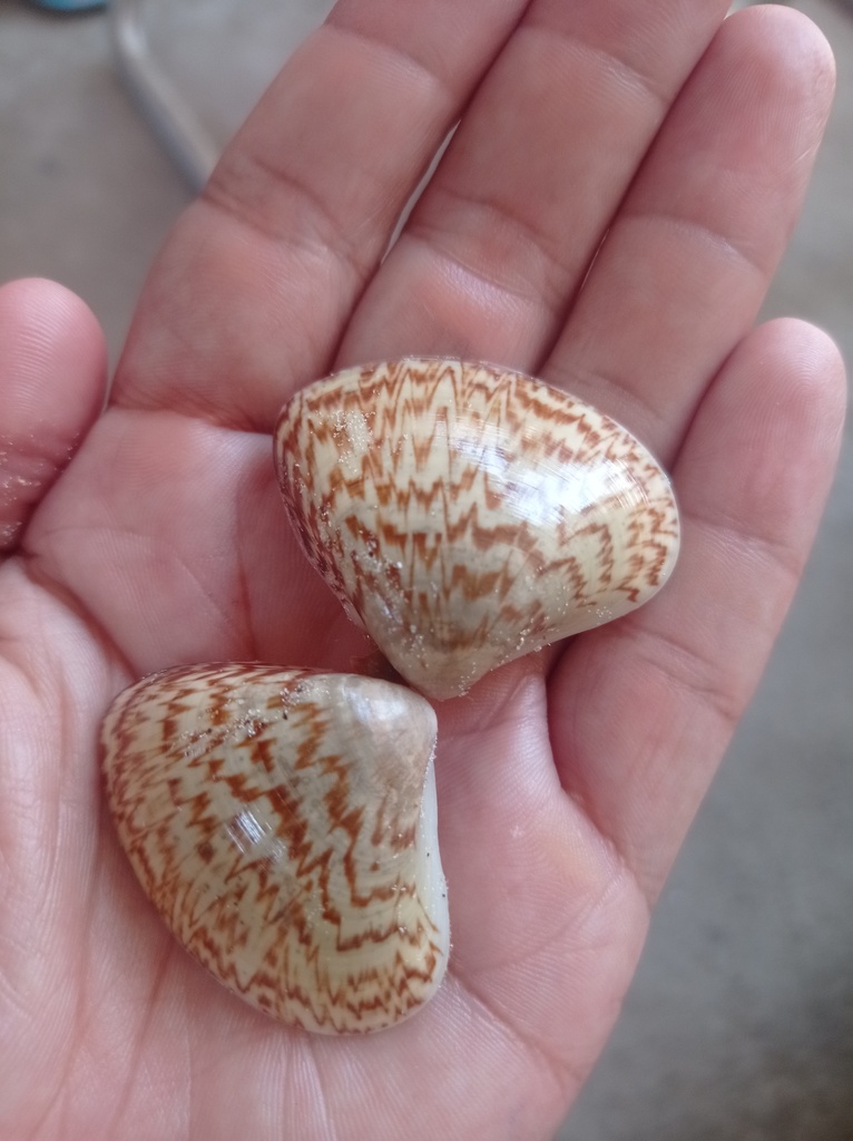 Tivela zonaria