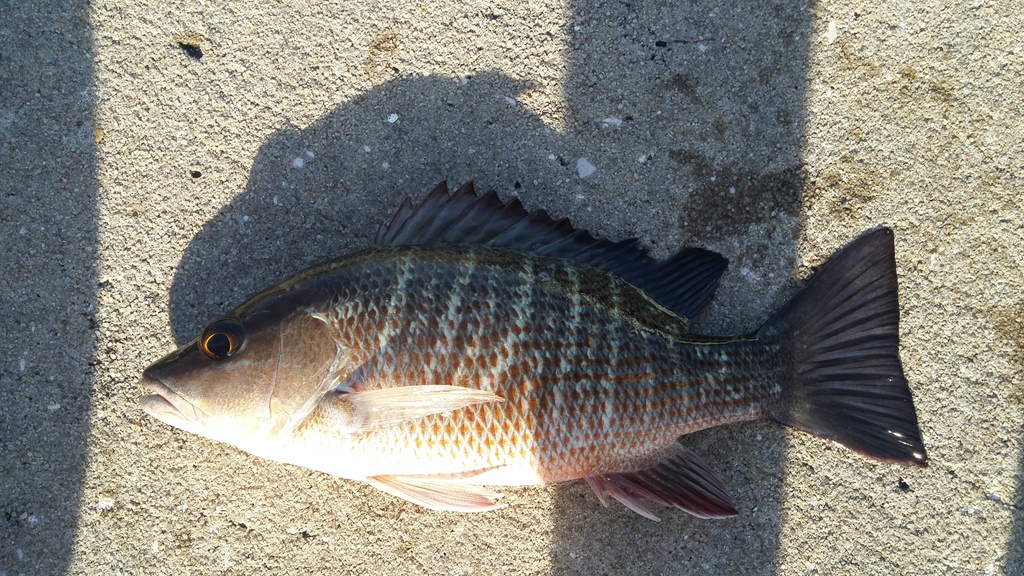 Mangrove Snapper (How to identify Lutjanus snapper in the gulf of ...