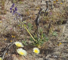 Lupinus odoratus