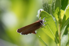 Callophrys augustinus