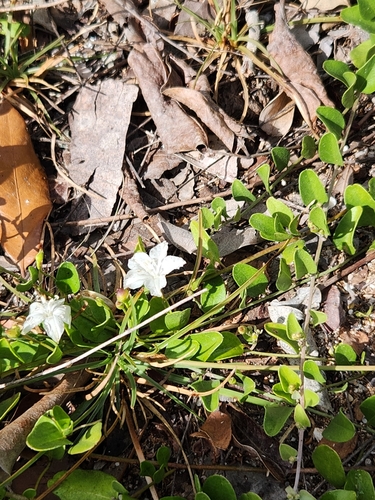 Image of Jacquemontia reclinata by (c) Asher Budnik, some rights reserved (CC BY)