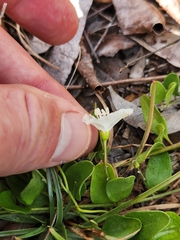 Jacquemontia reclinata, photograph (c) Asher Budnik, some rights reserved (CC BY)