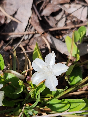 Image of Jacquemontia reclinata by (c) Asher Budnik, some rights reserved (CC BY)