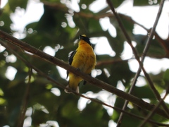 Euphonia hirundinacea