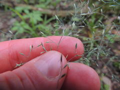 Poa nemoralis