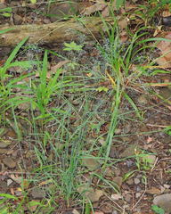 Poa nemoralis