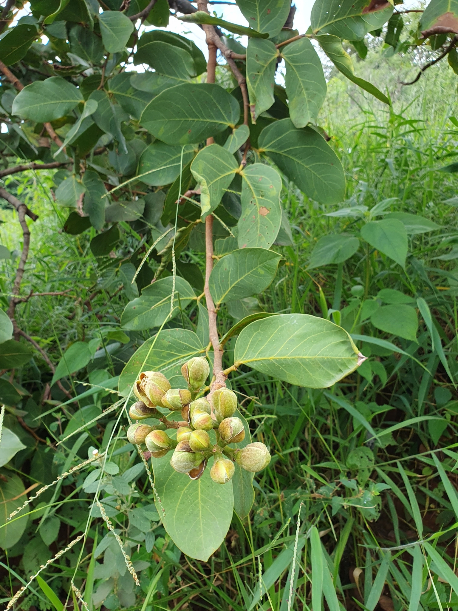 Imagem de Jatobá-do-cerrado