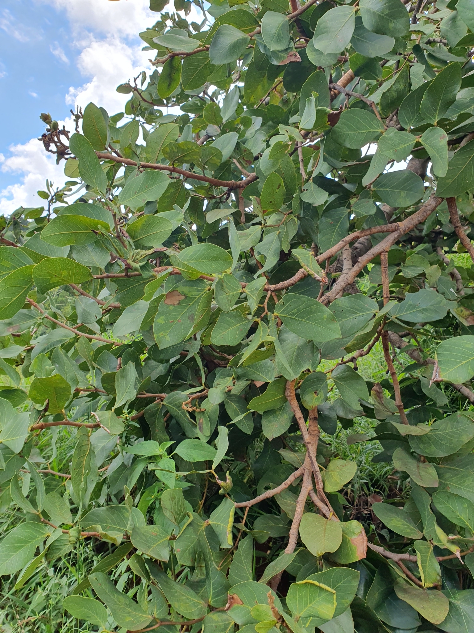 Imagem de Jatobá-do-cerrado