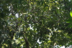 Campomanesia xanthocarpa