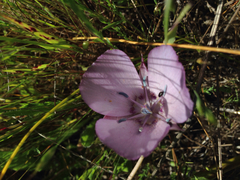 Calochortus uniflorus