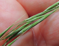 Bromopsis
