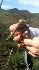 Hypsiglena ochrorhynchus klauberi