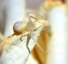 Araneae