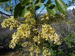 Fraxinus dipetala