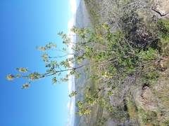 Fraxinus dipetala