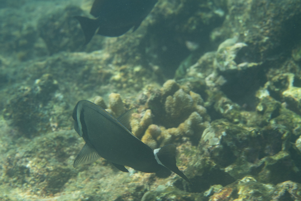 Head-band Surgeonfish