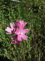 Sidalcea malviflora malviflora