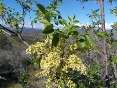 Fraxinus dipetala