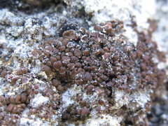 Toninia ruginosa pacifica