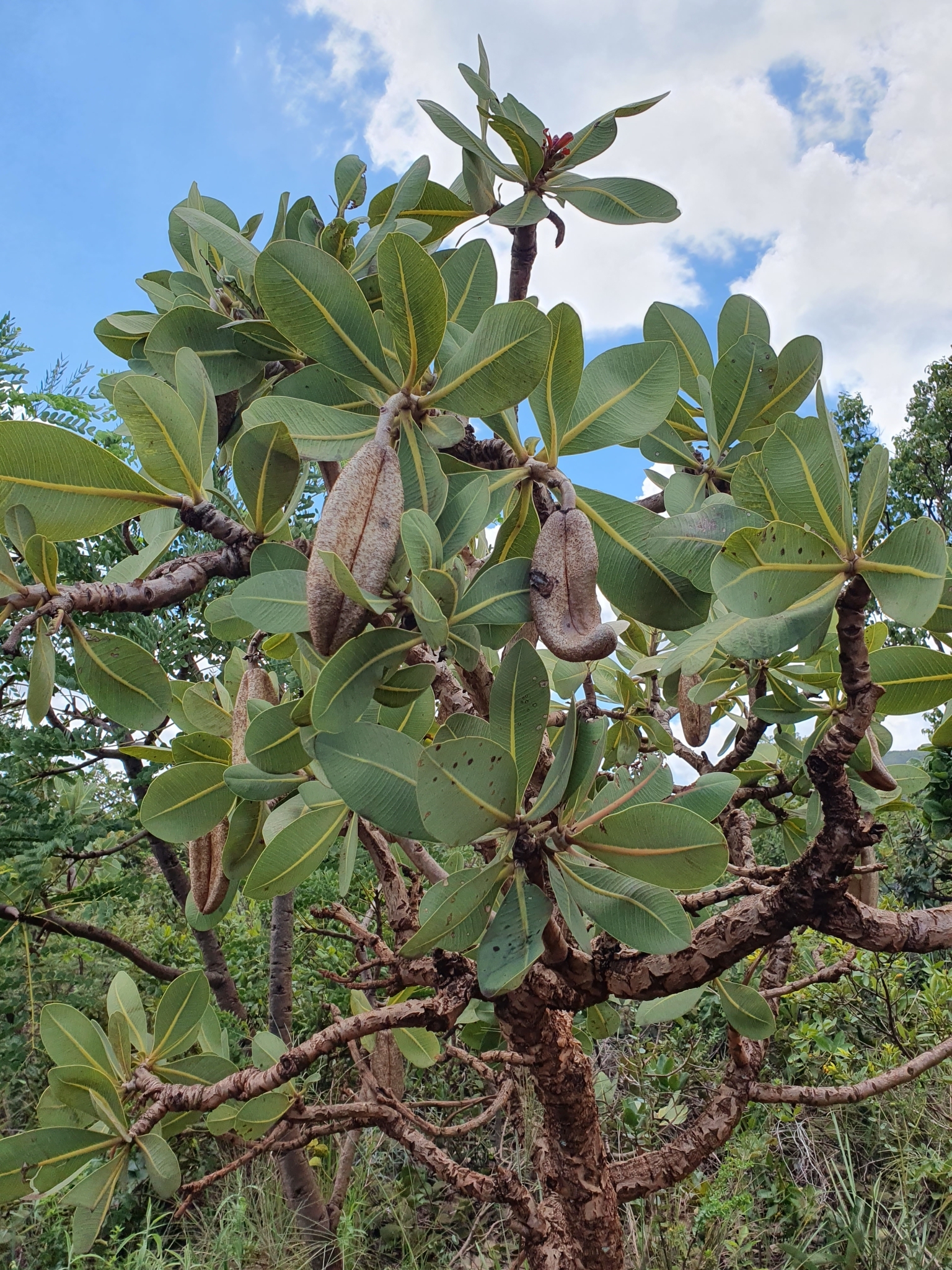Kielmeyera coriacea