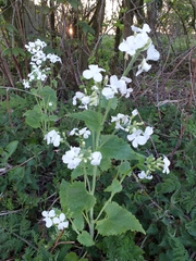 Lunaria annua