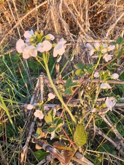 Lunaria annua