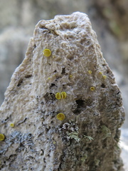 Acarospora clauzadeana