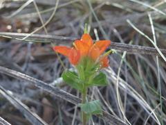 Castilleja scorzonerifolia