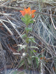 Castilleja scorzonerifolia