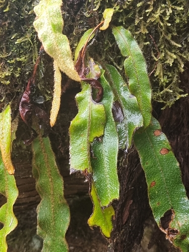 Image of Elaphoglossum semicylindricum by (c) Vítor Jorge, some rights reserved (CC BY)