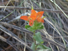 Castilleja scorzonerifolia
