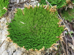 Selaginella gypsophila