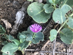 Corbichonia decumbens
