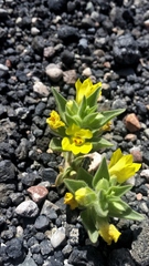 Mohavea breviflora