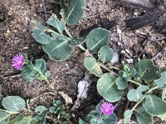 Corbichonia decumbens