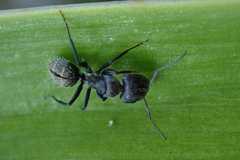 Camponotus amphidus