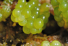 Sea Grapes - Photo (c) 俊億 李, some rights reserved (CC BY-NC-SA)