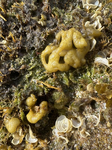 Colpomenia sinuosa observed 2024-02-24