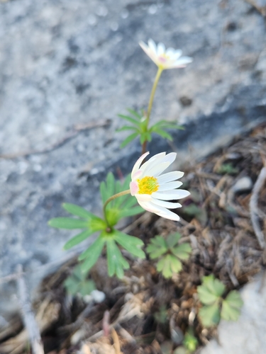 Image of Anemone edwardsiana by (c) Jo Roberts, some rights reserved (CC BY)