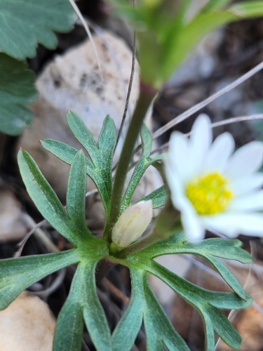 Image of Anemone edwardsiana by (c) Jo Roberts, some rights reserved (CC BY)